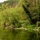 Image for article titled Planting Trees Could Save Britain's Stream Habitats